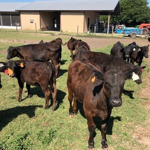 Meet your Posher, Burton